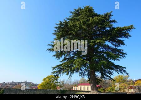 Große alte Cedrus oder Zeder, ein Nadelbaum aus der Pflanzenfamilie Pinaceae, in der Bagrati Kathedrale im Jahr 2019 mit blauem Himmel backgorund Stockfoto