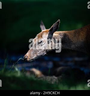 Rothirsch-Hinterhand, die in den Sonnenstrahlen pausiert Stockfoto