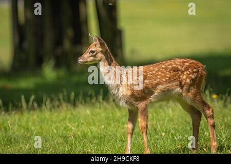 Ein Damhirsch fawn im Sommer Stockfoto