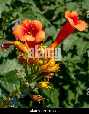 Trompetenrebe (Campsis radicans) blüht im Garten. Blühende Trompete kriecht. Nahaufnahme. Stockfoto