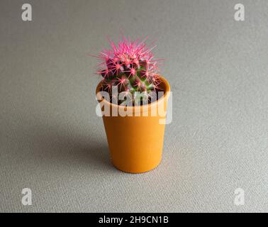 Rosafarbener Kaktus in einem kleinen Topf auf dem Tisch. Pflanzen zu Hause. Innengarten Stockfoto