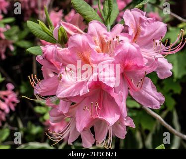 Im Frühling blüht in St. Croix Falls, Wisconsin, USA, ziemlich rosa Azaleen. Stockfoto