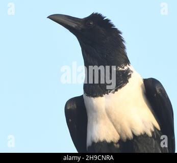 Porträt einer Krähe (Corvus albus), die auf Stromkabeln in der Nähe des Strandes von Kotu steht. Kotu, Republik Gambia. Stockfoto