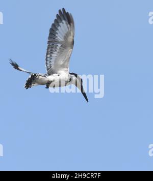 Ein Rattenfischer (Ceryle rudis) schwebt über einem Pool und sucht nach Fischen. Kartong, die Republik Gambia. Stockfoto