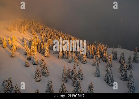 Fantastische Abendlandschaft mit dramatischer Winterszene mit verschneiten Bäumen, Krvavec, Slowenien, Europa Stockfoto