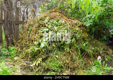 Trockene Blätter und Äste großen Haufen im Freien im Hinterhof auf grünem Gras Hintergrund. Stockfoto