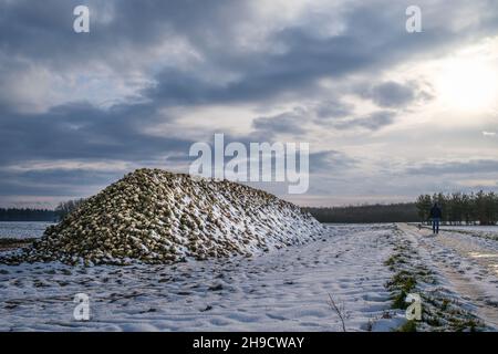 Ein Stapel geernteter Zuckerrüben auf einem landwirtschaftlichen Feld, das im Winter mit Schnee bedeckt ist. Ökologischer Landbau für die industrielle Zuckerproduktion. Dramatischer Himmel. Stockfoto