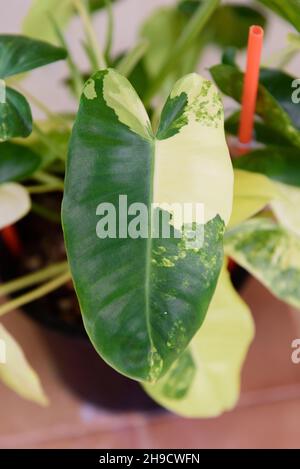 Blatt des Philodendron burle marx in schwarzem Topf Stockfoto