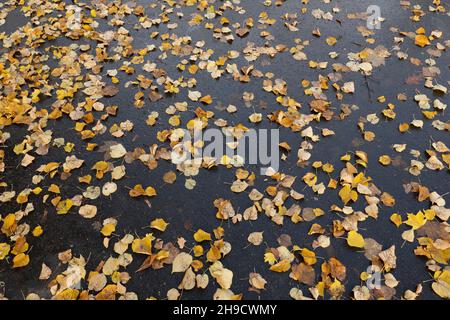 Herbst Blätter im Gegensatz zu Asphalt Bürgersteig, eine Gasse in einem Park, Herbst Saison abstrakten Hintergrund. Stockfoto