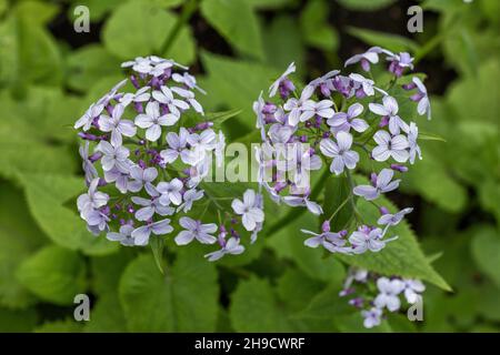 Lunaria rediviva L. blühende Blüten, mehrjährige Ehrlichkeit in der Familie: Brassicaceae. Stockfoto