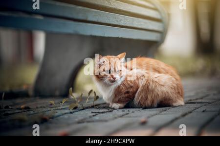 Porträt einer Katze in der Natur. Obdachlose Straße eine rothaarige Katze sitzt neben einer Bank. Eine verlorene Katze mit einer gestreiften Schnauze. Ein süßes tabby Kätzchen spaziert. A Stockfoto