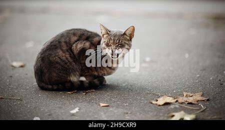 Porträt einer gestreiften mähen Katze im Herbst. Obdachlose Straße die Katze sitzt auf dem Asphalt neben verwelkten Herbstblättern. Eine verlorene Katze mit einem Streifen Stockfoto