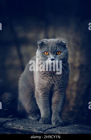 Rauchige reinrassige britische Katze mit orangefarbenen Augen. Porträt einer Hauskatze. Stockfoto