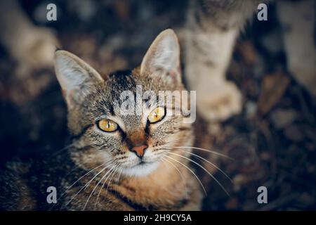 Porträt einer obdachlosen gestromten Katze mit gelben Augen. Stockfoto