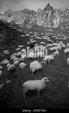 Zakopane, 1947-09. Tatry Zachodnie. NZ. Wypas owiec na wschodnim stoku Kasprowej Doliny. po/mgs PAP Dok³adny dzieñ wydarzenia nieustalony. Zakopane, September 1947. Westliche Tatra. Schafsbegrast im Kasprowa Dolina Valley. po/mgs PAP Stockfoto