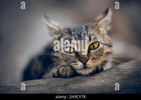 Porträt einer obdachlosen gestromten Katze mit gelben Augen. Eine traurige grau gestreifte Katze. Stockfoto