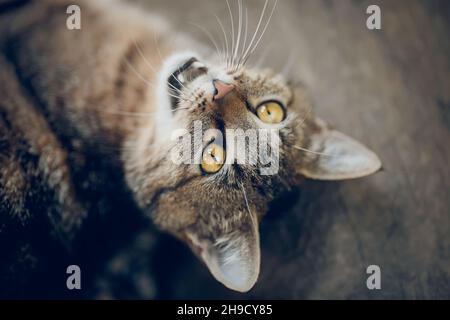 Porträt einer obdachlosen gestromten Katze mit gelben Augen. Stockfoto