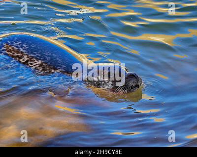 Die herrlichen Badeorte in Cornwall, Großbritannien Stockfoto