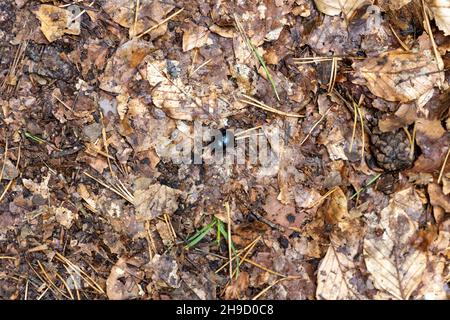 Ein schwarzer Dungkäfer auf der Suche nach Nahrung oder Baumaterial Stockfoto