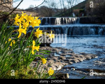 Narzissen wachsen in der Nähe von Wasserfällen in Gayle, einem Dorf auf dem Pennine Way Fernwanderweg in North Yorkshire, Großbritannien, am 18. April 2018. Stockfoto