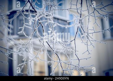 Schneebedeckte Äste auf dem Hintergrund des Hauses. Äste im Raureif und Schnee im Winter. Winterhintergrund. Die Büsche ist mit bedeckt Stockfoto