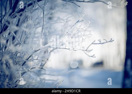 Schneebedeckte Äste. Äste im Raureif und Schnee im Winter. Winterhintergrund. Die Büsche ist mit Frost bedeckt. Bäume im Schnee. Stockfoto