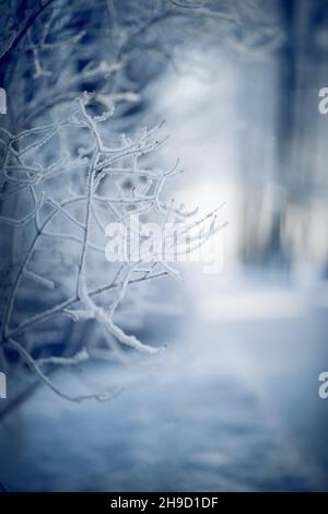 Schneebedeckte Äste. Äste im Raureif und Schnee im Winter. Winterhintergrund. Die Büsche ist mit Frost bedeckt. Bäume im Schnee. Stockfoto