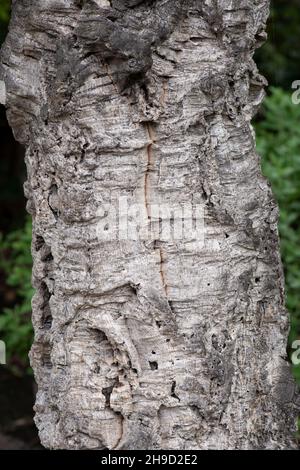 Korkeiche: Quercus suber. Stockfoto