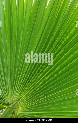 Mexikanische Fächerpalme: Washingtonia Robusta. Tresco, Isles of Scilly, Cornwall, Großbritannien Stockfoto