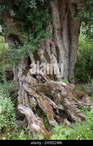 Olivenbaum: Olea europaea. Stockfoto