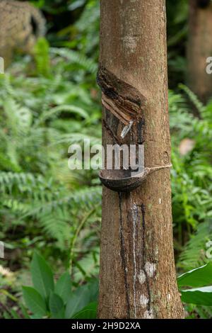 Gummibaum: Hevea brasiliensis. Gewindebohren für Latex. Stockfoto