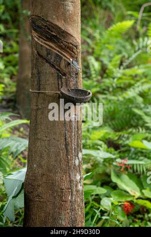 Gummibaum: Hevea brasiliensis. Gewindebohren für Latex. Stockfoto