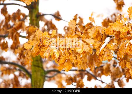 Trockene Eichenblätter auf einem Baum im Winter im Herbst Extra große Auflösung mit verschwommenem Hintergrund Stockfoto