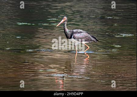 Schwarzstorch watend das Wasser eines Sees. Stockfoto