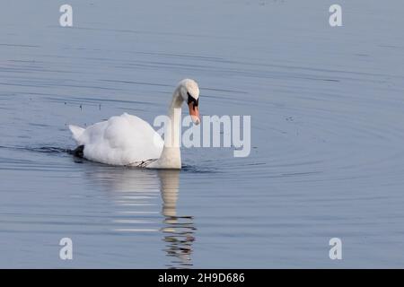 Höckerschwan Stockfoto
