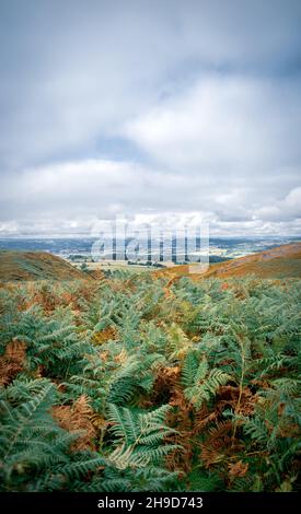 Sommerwanderungen auf Roundton Hill, Wales Stockfoto