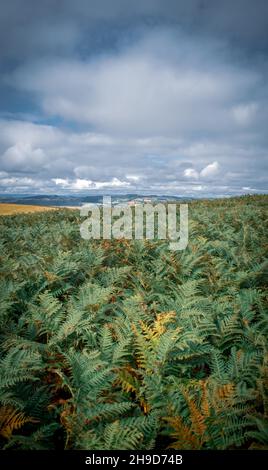 Sommerwanderungen auf Roundton Hill, Wales Stockfoto