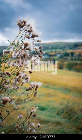 Sommerwanderungen auf Roundton Hill, Wales Stockfoto