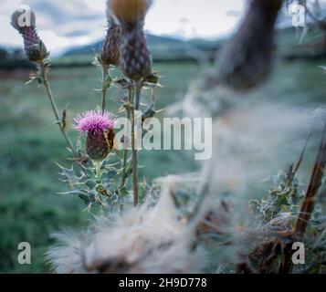 Eine wilde Distel, die stark auf Roundton Hill, Wales, steht Stockfoto