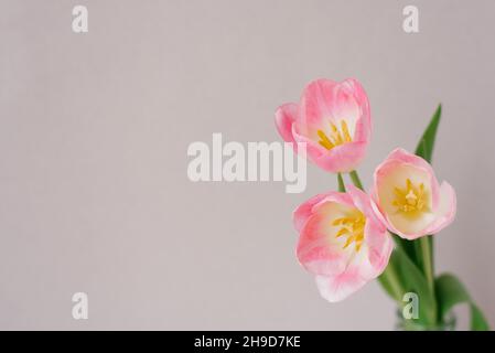 Rosa Frühlingszwiespelzen Nahaufnahme auf einem beigefarbenen grauen Hintergrund mit Kopierraum. Geburtstagskarte, 8. März, Muttertag und Valentinstag Stockfoto