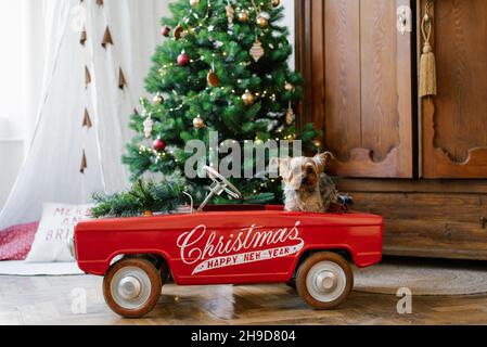 Ein Yorkshire Terrier sitzt in einem roten Spielzeugauto, das zu Weihnachten geschmückt ist. Neujahrskarte mit Hund Stockfoto