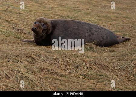 Kegelrobben Stockfoto