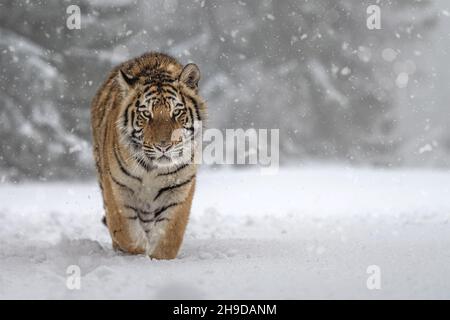 Tiger läuft in der Nähe des Waldes auf einer verschneiten Wiese. Stockfoto