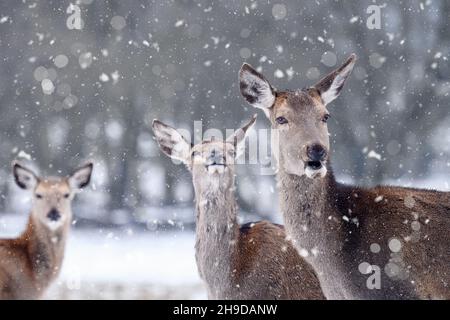 Waldhirsche grasen auf einer verschneiten Wiese. Stockfoto