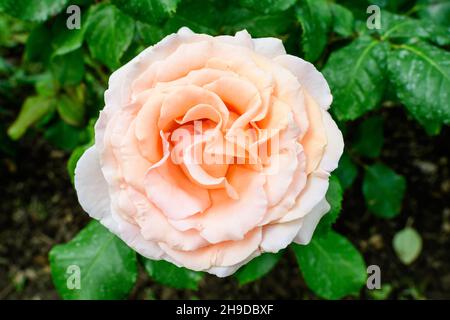 Nahaufnahme einer großen und zarten, leuchtend gelben, orangefarbenen Rosen in voller Blüte in einem Sommergarten, bei direkter Sonneneinstrahlung, mit verschwommenen grünen Blättern in der BA Stockfoto