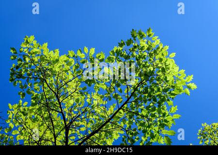 Zarte kleine, lebhafte grüne Eichenblätter in einem sonnigen Frühlingsgarten, schöner monochromer Hintergrund im Freien, der mit selektivem Fokus fotografiert wurde Stockfoto