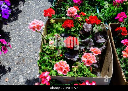 Leuchtend rote Pelargonium-Blüten, bekannt als Geranien oder Storchschnäbel und frische grüne Blätter in kleinen Töpfen, die in einem sonnigen Frühjahr auf einem Markt zum Verkauf angeboten werden Stockfoto