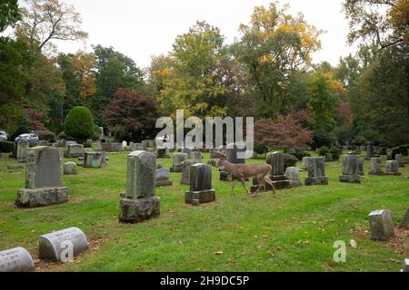 Männliche Hirsche auf dem Friedhof Stockfoto