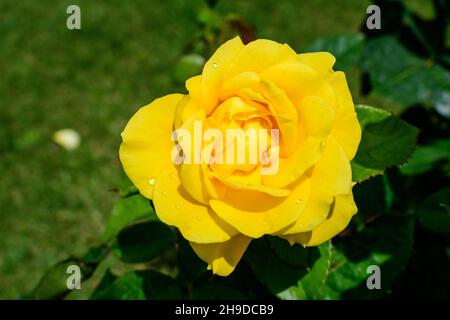 Großer grüner Busch mit einer frischen, lebendigen gelben Rose und grünen Blättern in einem Garten an einem sonnigen Sommertag, schöner Blumenhintergrund im Freien fotografiert Stockfoto