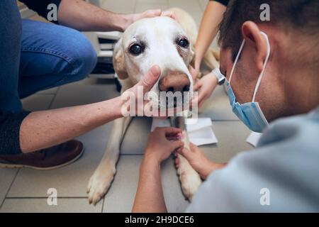 Alter Hund im Tierkrankenhaus. Tierarzt untersucht kranken Hund vor der Operation. Stockfoto